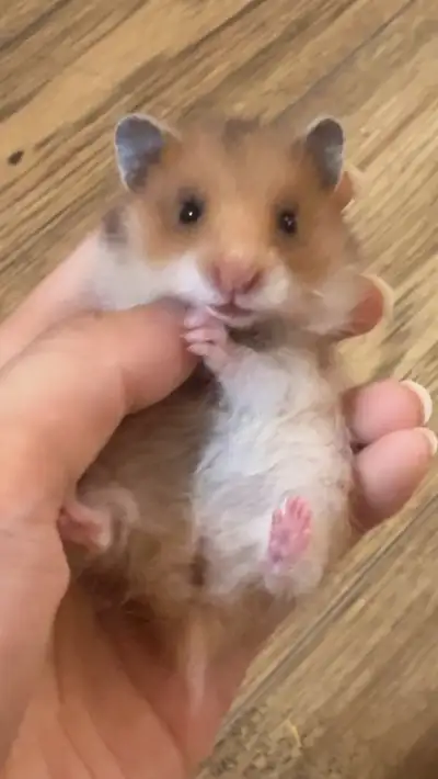 Healthy & Ethically-Bred Hamster babies, View more