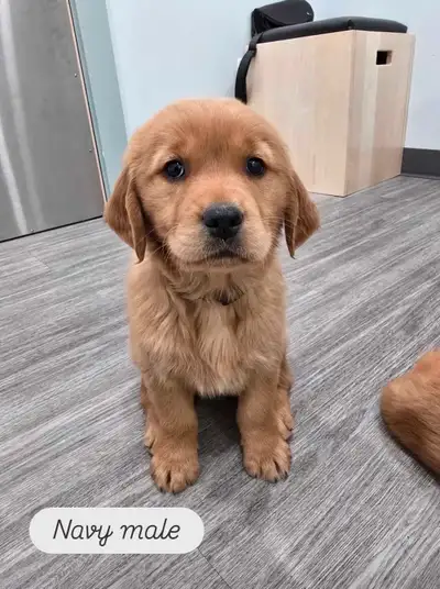 Purebred Golden Retriever Puppies, View more