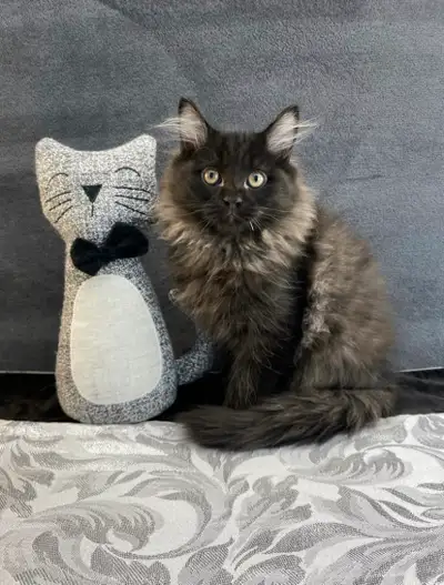 Jumbo Maine Coon Male, View more