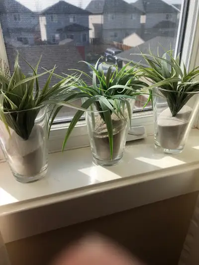 Sand filled decorative Plants , View more