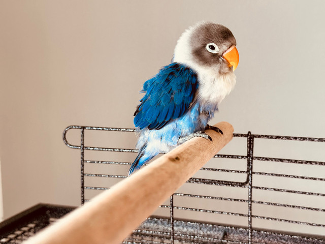 Lost my blue Lovebird in Lost & Found in City of Toronto - Image 2
