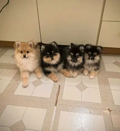 Adorable Purebred Pom Puppies for sale!, View more