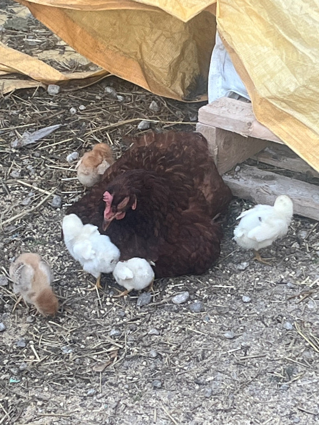 Broody hens with chicks  in Livestock in London - Image 3