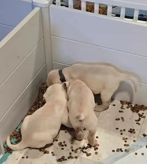 Beautiful lab puppies ready to go to their for ever home april 11,2025 all puppies will cone with a...