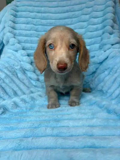 Mini Dachshund Puppies, View more
