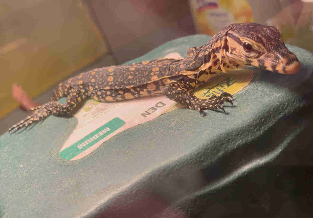 Water monitor in Reptiles & Amphibians for Rehoming in Markham / York Region - Image 2