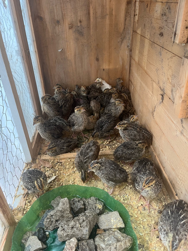 2 weeks old jumbo quail in Livestock in City of Toronto - Image 2