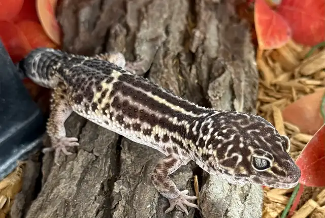 gecko léopard black night Mack Snow mâle in Reptiles & Amphibians for Rehoming in Laurentides - Image 5