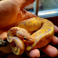 Banana pastel ball python for sale