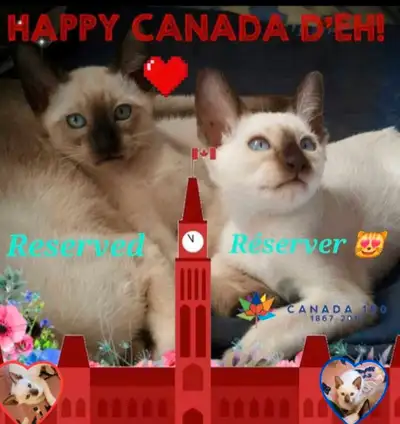 ♀️Sublimes Chatons Siamois Vaccinés♂️Siamese Kittens Vaccinated, View more