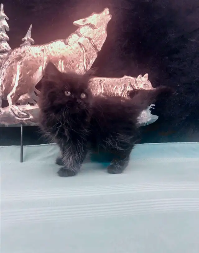 Purebred Maine Coon Snugglebug for Sale