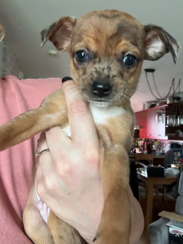 Chihuahua in Dogs & Puppies for Rehoming in Lanaudière - Image 8