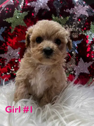 bichonpoo puppies, View more