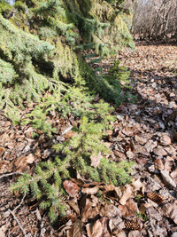 Colorado spruce seedlings