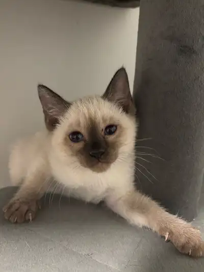 Siamese Bobtail Kitten, View more