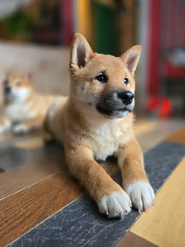Shiba inu reste 1 male 1 fem pour reservation in Dogs & Puppies for Rehoming in Drummondville - Image 7
