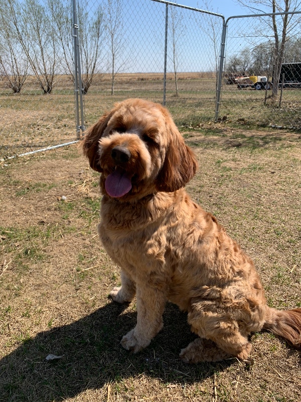 Beautiful, Friendly, 2 year old, Spayed, Female Goldendoodle Dogs