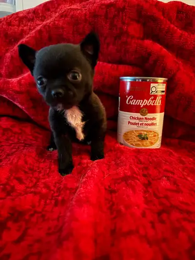 Chihuahua All puppies are sold, View more