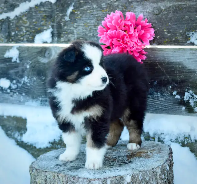 Miniature Australian Shepherd Pups in Dogs & Puppies for Rehoming in Edmonton - Image 9