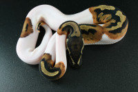 2022 Pied Male & Pied Female Ball Pythons