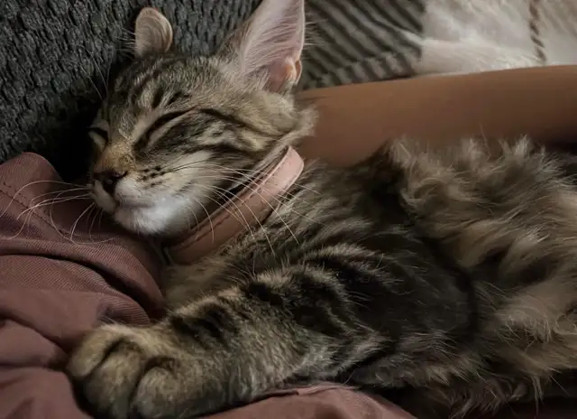 Two 3 month old Kittens  in Cats & Kittens for Rehoming in Williams Lake - Image 4