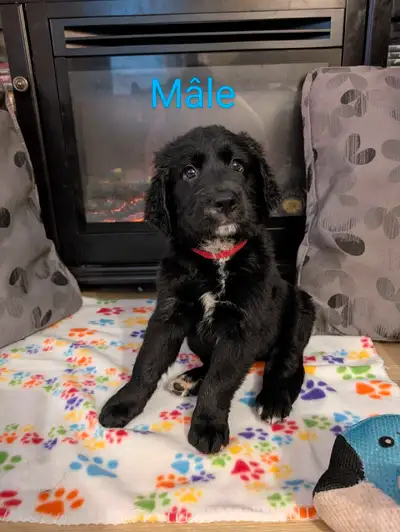 chiots Bouvier bernois x Golden retriever, View more
