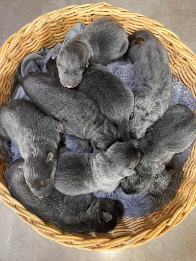 Blue German Shepherd Puppies, View more