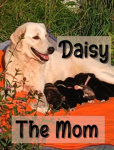 Great Pyrenees Puppies For Sale! Rare luxury colorings., View more