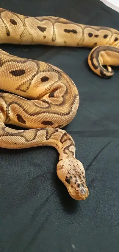 ADULT CLOWN FEMALE PASTEL 66 HET DG BALL PYTHON, View more