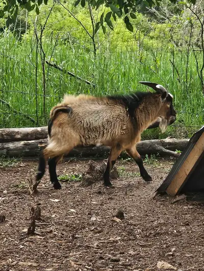 Pet Goats  for sale, View more