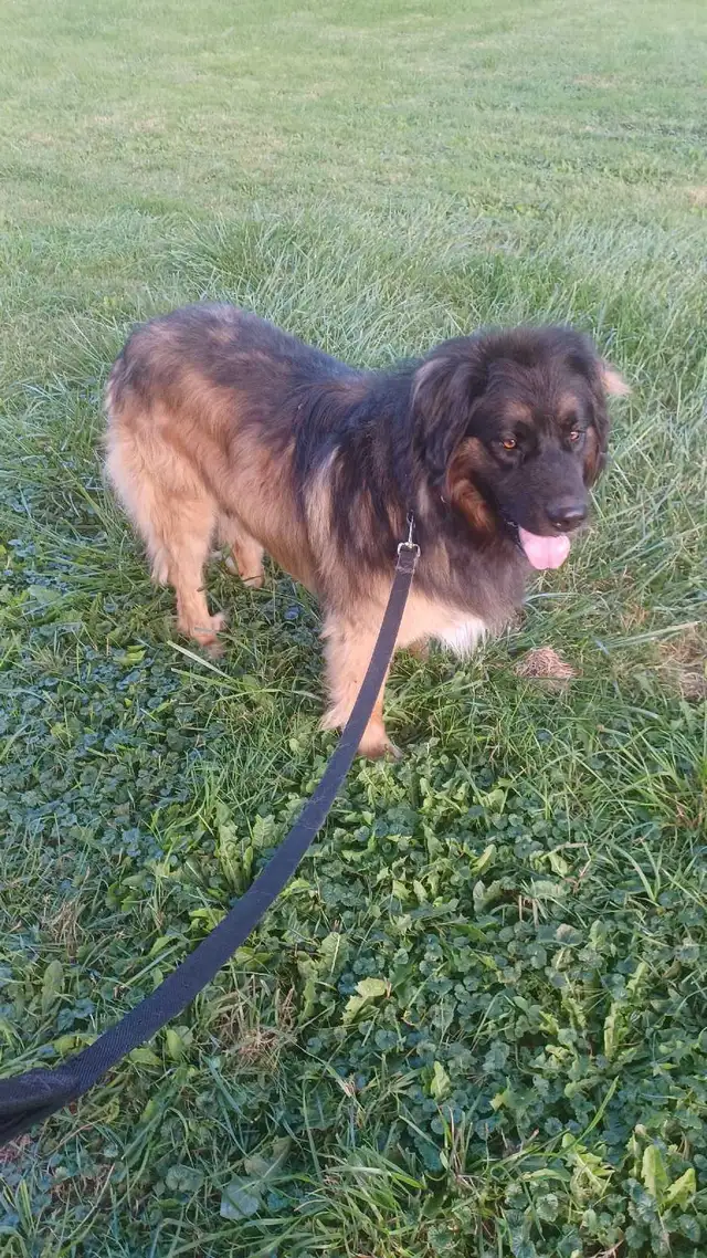 Large breed puppies NEW PRICE in Dogs & Puppies for Rehoming in Norfolk County - Image 10