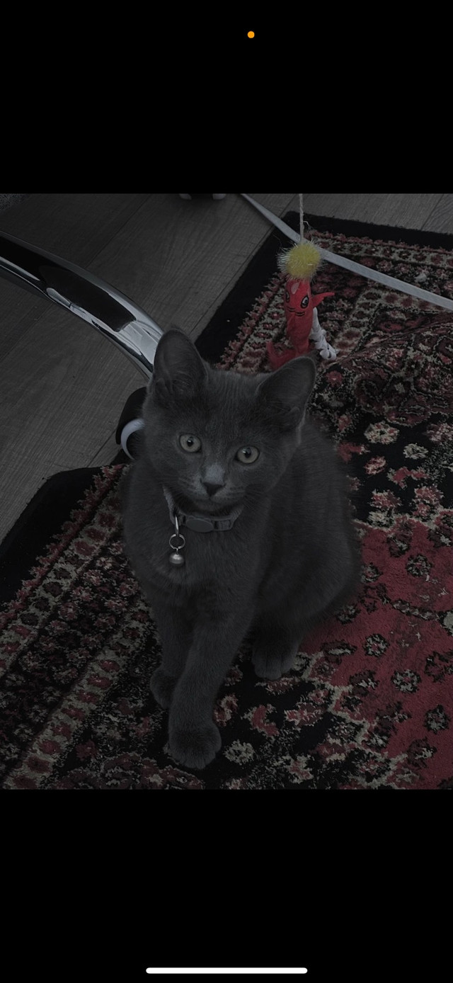 Russian blue/Mix for sale NEED GONE TODAY. in Cats & Kittens for Rehoming in City of Toronto - Image 3