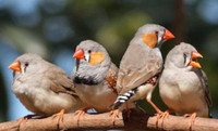 Zebra Finches