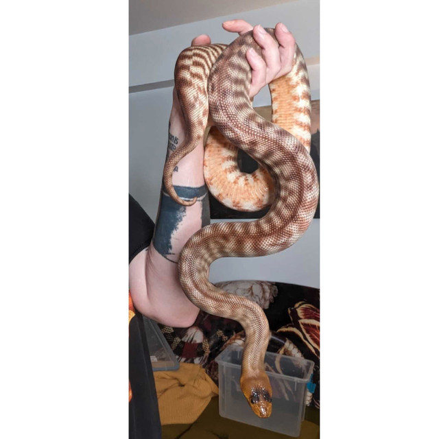 woma python in Reptiles & Amphibians for Rehoming in Calgary