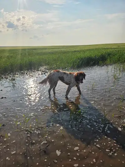 2 year old German Longhair pointer , View more