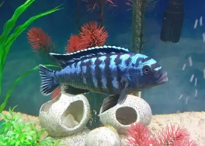 Cichlidés Africains Pseudotropheus Johanni , View more