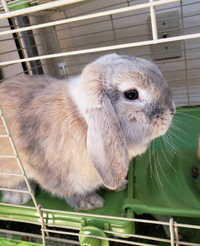 Purebred Holland Lop 10 & 5 Month Old Buns