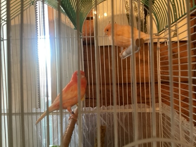 Canary Pair in Birds for Rehoming in Edmonton