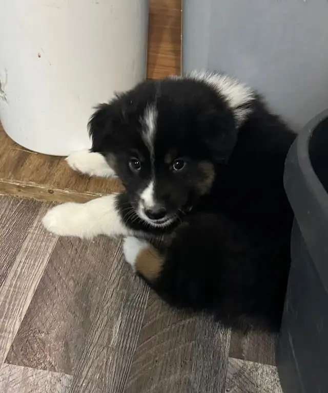 CKC Miniature American Shepherd (AKA : Mini Aussie)  in Dogs & Puppies for Rehoming in Napanee - Image 11