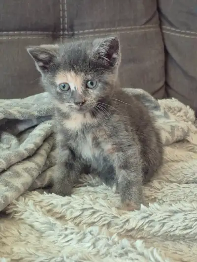 Chattons a adopter, View more