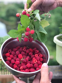 Raspberry Plants 