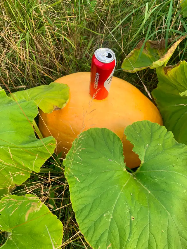 Pumpkins for sale