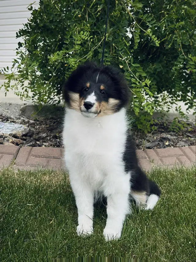 CKC Sheltie (Shetland Sheepdog) in Dogs & Puppies for Rehoming in St. Albert - Image 8
