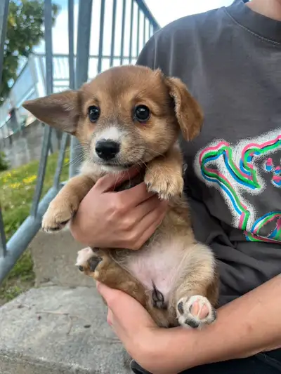 Corgi Pomeranian Mix Puppies Looking For New Homes, View more