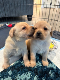 Incredible Ckc Yellow  Labrador Retriever puppies