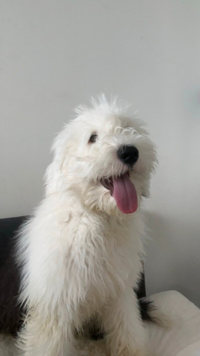 English Sheepdog for Rehoming