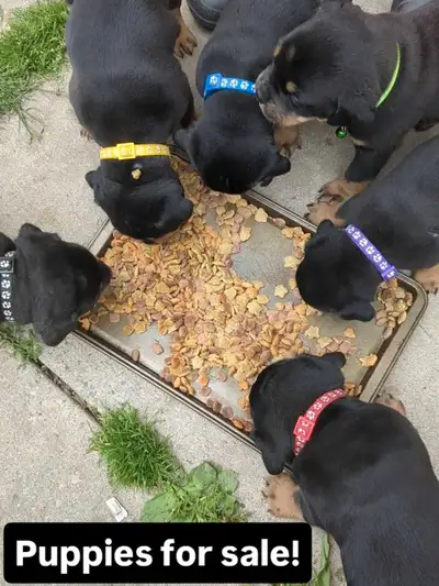 Puppies for Sale, View more