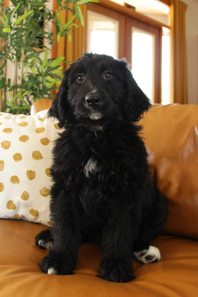 F1 Tuxedo midsize Bernedoodle puppies  in Dogs & Puppies for Rehoming in Kelowna - Image 3
