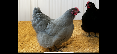 Poussins de poule Orpington Lavande à vendre, View more