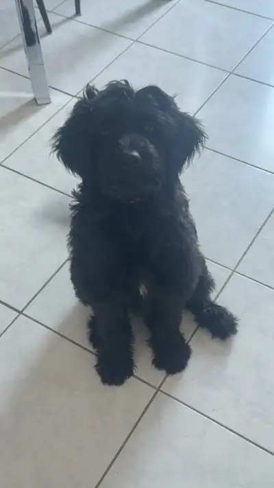 Standard poodle pup, View more